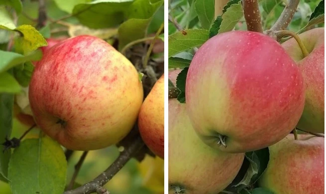 Duo-Apfel, Topaz & Pinova 150-175cm Malus Domestica 3 Duo-Apfel, Topaz & Pinova 150-175cm Malus Domestica