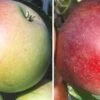 Duo-Apfelbaum `James Grieve´ & `Finkenwerder Prinz´ Malus Domestica 1 Duo-Apfelbaum `James Grieve´ & `Finkenwerder Prinz´ Malus Domestica -Pflanzenladen Duo James GRieve und Roter Boskoop 1