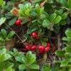 Echte Bärentraube Arctostaphylos Uva-ursi 1 Echte Bärentraube Arctostaphylos Uva-ursi -Pflanzenladen Echte B rentraube1