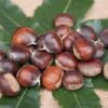 Ecker 1 - Selbstfruchtbare Esskastanie Castanea Sativa `Ecker1´ 1 Ecker 1 - Selbstfruchtbare Esskastanie Castanea Sativa `Ecker1´ -Pflanzenladen Ecker 1