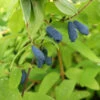 Sibirische Blaubeere `Eisbär´ Lonicera Kamtschatica `Eisbär´