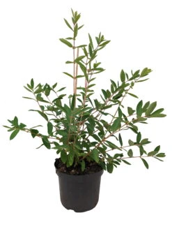 Sibirische Blaubeere `Eisbär´ Lonicera Kamtschatica `Eisbär´ 7 Sibirische Blaubeere `Eisbär´ Lonicera Kamtschatica `Eisbär´ -Pflanzenladen Eisb r weiss