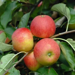 Elstar ® Malus Domestica -Pflanzenladen Elstar