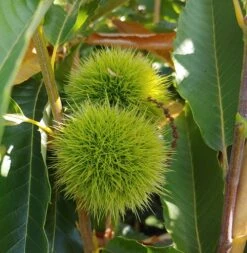 Duo-Esskastanie, Belle Epine & Bouche De Betizac Castanea Sativa