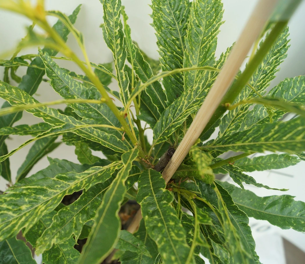 Esskastanie `Asplenifolia´ Castanea Sativa `Asplenifolia´ 5 Esskastanie `Asplenifolia´ Castanea Sativa `Asplenifolia´ – Bild 3