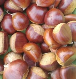 Pflanzenladen -Pflanzenladen Esskastanie Belle Epine