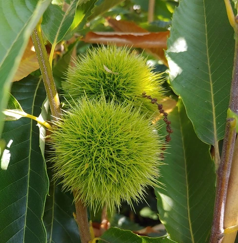 Duo-Esskastanie, Belle Epine & Bouche De Betizac Castanea Sativa 3 Duo-Esskastanie, Belle Epine & Bouche De Betizac Castanea Sativa