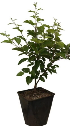 Zierapfel `Evereste´ Malus 10 Zierapfel `Evereste´ Malus -Pflanzenladen Evereste