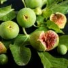 Feige `Ficcolino® Gustis®´ Ficus Carica 2 Feige `Ficcolino® Gustis®´ Ficus Carica -Pflanzenladen Feige erweiterte Lizenz