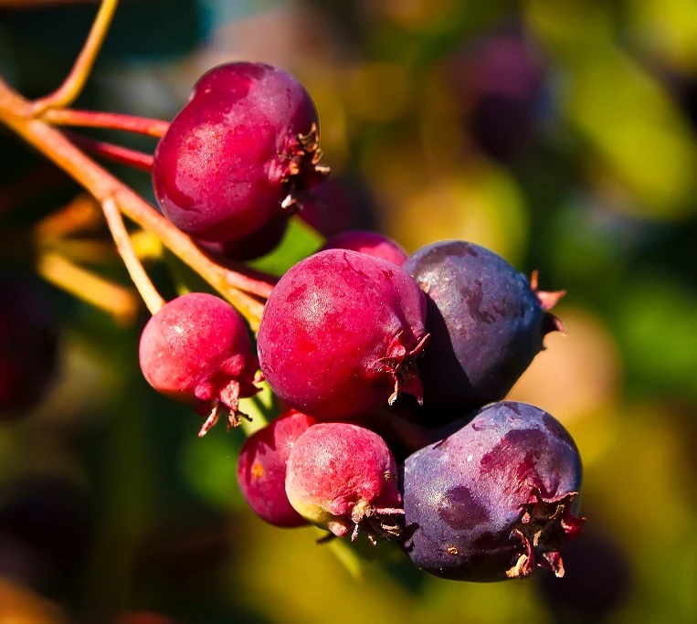 Felsenbirne `Saskablue®´ Amelanchier Alnifolia `Saskablue´ 3 Felsenbirne `Saskablue®´ Amelanchier Alnifolia `Saskablue´