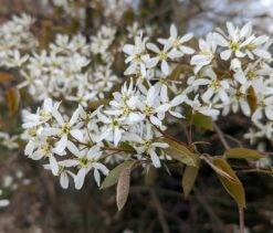 Prince William-Großfruchtige Felsenbirne Amelanchier `Prince William´ 10 Prince William-Großfruchtige Felsenbirne Amelanchier `Prince William´ -Pflanzenladen Felsenbirne Bl te