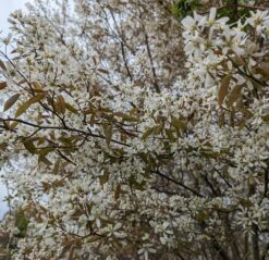 Prince William-Großfruchtige Felsenbirne Amelanchier `Prince William´ 12 Prince William-Großfruchtige Felsenbirne Amelanchier `Prince William´ -Pflanzenladen Felsenbirne Bl te 3