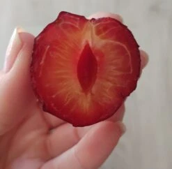 Großfrüchtige Kirschpflaume `Fenja´ Prunus Cerasifera `Fenja´ 9 Großfrüchtige Kirschpflaume `Fenja´ Prunus Cerasifera `Fenja´ -Pflanzenladen Fenja 1