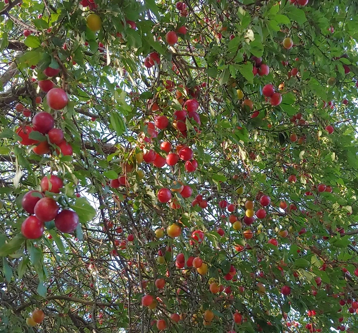 Großfrüchtige Kirschpflaume `Fenja´ Prunus Cerasifera `Fenja´ 2 Großfrüchtige Kirschpflaume `Fenja´ Prunus Cerasifera `Fenja´