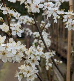 Großfrüchtige Kirschpflaume `Fenja´ Prunus Cerasifera `Fenja´ 8 Großfrüchtige Kirschpflaume `Fenja´ Prunus Cerasifera `Fenja´ -Pflanzenladen Fenja Bl te
