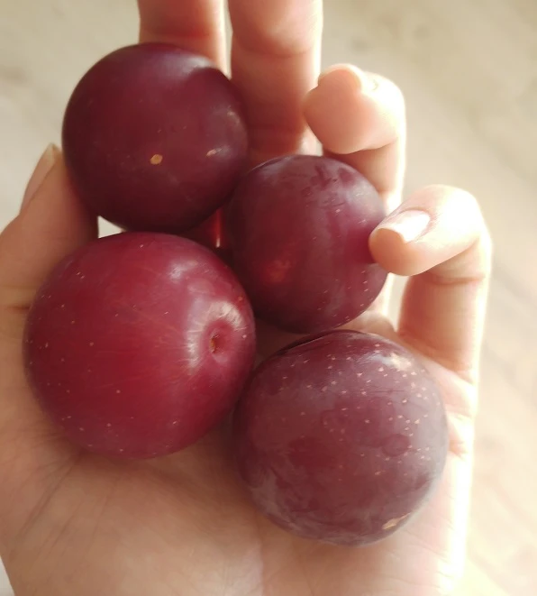 Großfrüchtige Kirschpflaume `Fenja´ Prunus Cerasifera `Fenja´ 3 Großfrüchtige Kirschpflaume `Fenja´ Prunus Cerasifera `Fenja´ – Bild 2