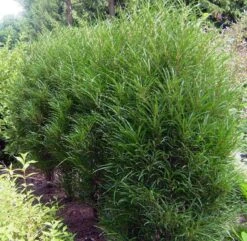 Farnblättriger Säulen-Faulbaum `Fine Line´ Rhamnus Frangula `Fine Line´ 12 Farnblättriger Säulen-Faulbaum `Fine Line´ Rhamnus Frangula `Fine Line´ -Pflanzenladen Fine LIne Kordes Jungpflanzen