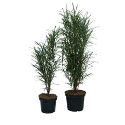 Farnblättriger Säulen-Faulbaum `Fine Line´ Rhamnus Frangula `Fine Line´ 10 Farnblättriger Säulen-Faulbaum `Fine Line´ Rhamnus Frangula `Fine Line´ -Pflanzenladen Fine Line Faulbaum 2