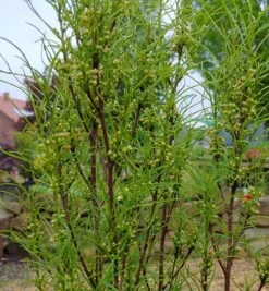 Farnblättriger Säulen-Faulbaum `Fine Line´ Rhamnus Frangula `Fine Line´ 9 Farnblättriger Säulen-Faulbaum `Fine Line´ Rhamnus Frangula `Fine Line´ -Pflanzenladen Fine Line FaulbaumuLVOZceK5XhoZ