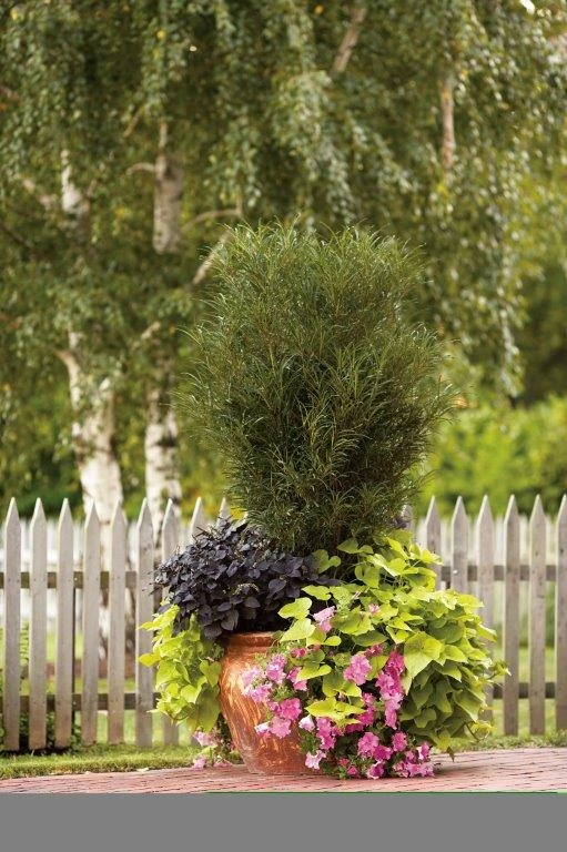 Farnblättriger Säulen-Faulbaum `Fine Line´ Rhamnus Frangula `Fine Line´ 8 Farnblättriger Säulen-Faulbaum `Fine Line´ Rhamnus Frangula `Fine Line´ – Bild 6