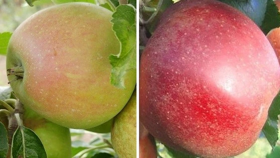 Duo-Apfelbaum `Finkenwerder Herbstprinz´ & `Roter Boskoop´ Malus Domestica 3 Duo-Apfelbaum `Finkenwerder Herbstprinz´ & `Roter Boskoop´ Malus Domestica