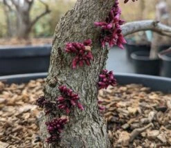 Judasbaum `Forest Pansy´ Cercis Canadensis -Pflanzenladen Forest Pansy