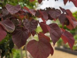Judasbaum `Forest Pansy´ Cercis Canadensis -Pflanzenladen Forest Pansy1