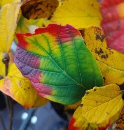 Großer Federbuschstrauch Fothergilla Major -Pflanzenladen Fothergilla Herbstf rbung1