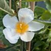 Franklinia Alatamaha "Franklinie / Franklinbaum" Franklinia Alatamaha 1 Franklinia Alatamaha "Franklinie / Franklinbaum" Franklinia Alatamaha -Pflanzenladen Franklina Bl te
