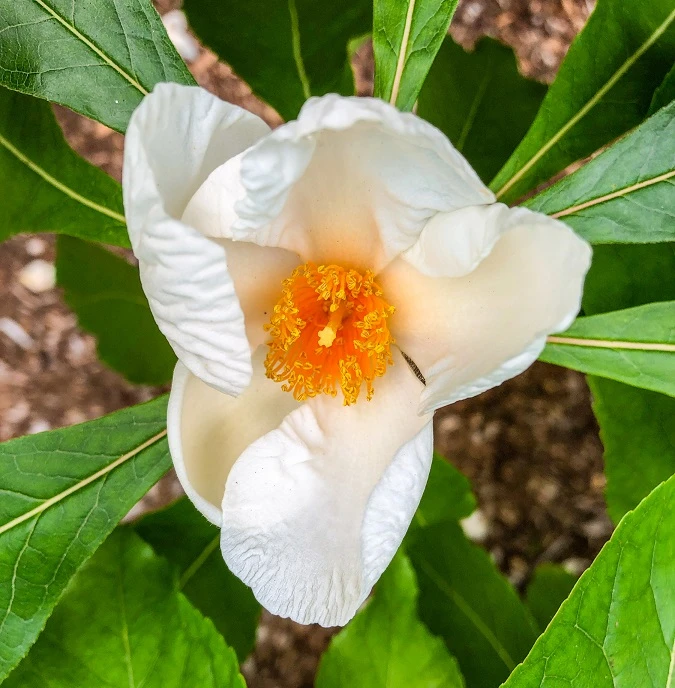 Franklinia Alatamaha "Franklinie / Franklinbaum" Franklinia Alatamaha 4 Franklinia Alatamaha "Franklinie / Franklinbaum" Franklinia Alatamaha – Bild 2