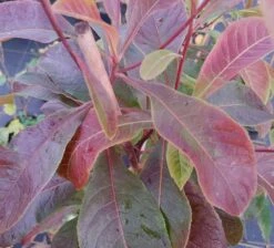 Franklinia Alatamaha "Franklinie / Franklinbaum" Franklinia Alatamaha 8 Franklinia Alatamaha "Franklinie / Franklinbaum" Franklinia Alatamaha -Pflanzenladen Frankliniha