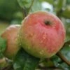 Säulenapfel `Frenic´ Malus Domestica -Pflanzenladen Frenic