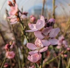 Zwerg-Fruchtmandel `Garden Prince´ Prunus `Zwerg-Fruchtmandel´ 10 Zwerg-Fruchtmandel `Garden Prince´ Prunus `Zwerg-Fruchtmandel´ -Pflanzenladen Garden Prince Bl te2