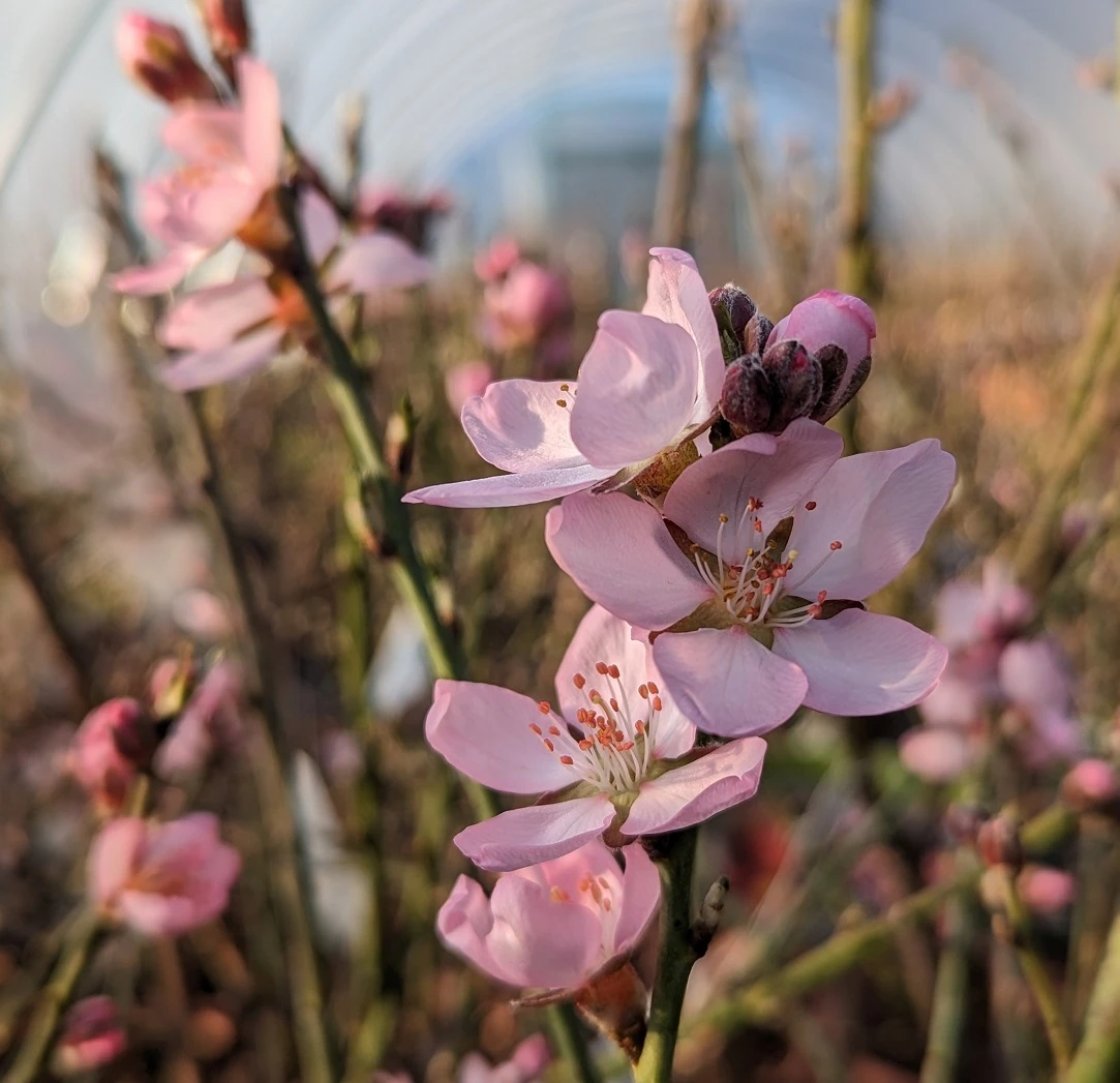 Zwerg-Fruchtmandel `Garden Prince´ Prunus `Zwerg-Fruchtmandel´ 6 Zwerg-Fruchtmandel `Garden Prince´ Prunus `Zwerg-Fruchtmandel´ – Bild 4