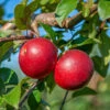 Gerlinde ® Malus Domestica 1 Gerlinde ® Malus Domestica -Pflanzenladen GerlindeRUQRs7DqhHjrf