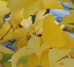 Ginkgo / Fächerblattbaum Ginkgo Biloba 7 Ginkgo / Fächerblattbaum Ginkgo Biloba -Pflanzenladen Ginkgo biloba Herbstf rbung