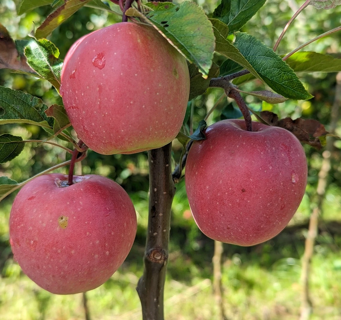 Gloster Malus Domestica 3 Gloster Malus Domestica