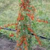 Goji / Chinesische Wolfsbeere `Big Lifeberry´ Lycium Barbarum `Big Lifeberry´ -Pflanzenladen Goji