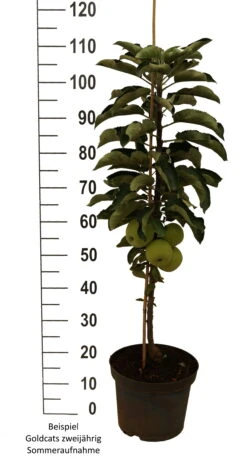 Säulenapfel `Goldcats´ Malus Domestica `Goldcats´ -Pflanzenladen Goldcats zweij hrig weiss