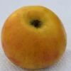 Goldrenette Von Blenheim Malus Domestica `Goldrenette Von Blenheim´ 2 Goldrenette Von Blenheim Malus Domestica `Goldrenette Von Blenheim´ -Pflanzenladen Goldrenette von Blenheim1