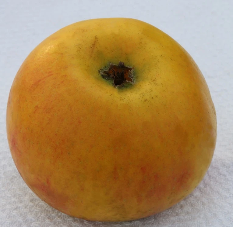 Goldrenette Von Blenheim Malus Domestica `Goldrenette Von Blenheim´ 3 Goldrenette Von Blenheim Malus Domestica `Goldrenette Von Blenheim´