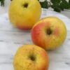 Grahams Jubiläumsapfel Malus Domestica `Graham´s Jubiläumsapfel´ 1 Grahams Jubiläumsapfel Malus Domestica `Graham´s Jubiläumsapfel´ -Pflanzenladen GrahamsDfq5bGLvl8FVV