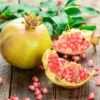 Granatapfel `Haku Botan´ Punica Granatum 1 Granatapfel `Haku Botan´ Punica Granatum -Pflanzenladen Granatapfel weiss Erweiterte Lizenz
