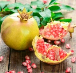 Granatapfel `Haku Botan´ Punica Granatum