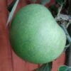 Granny Smith Malus Domestica `Granny Smith´ 1 Granny Smith Malus Domestica `Granny Smith´ -Pflanzenladen Granny Smith