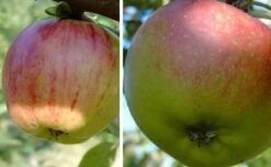 Duo-Apfelbaum `Gravensteiner´ & `Goldparmäne´ Malus Domestica