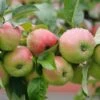 Gravensteiner Malus Domestica -Pflanzenladen Gravensteiner5LEjpsAOzIdA8