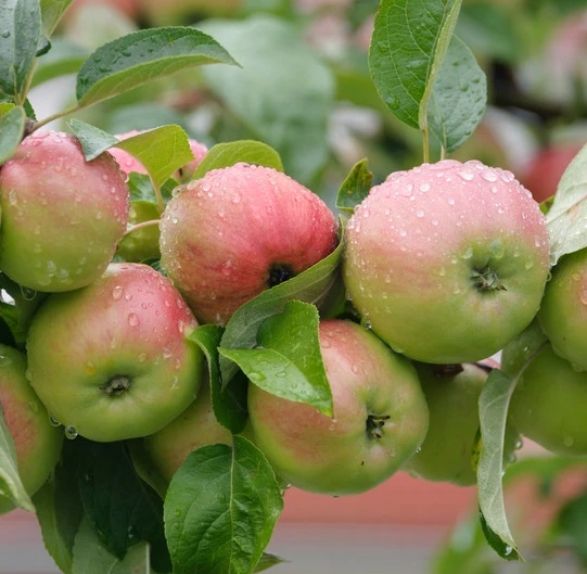 Gravensteiner Malus Domestica 3 Gravensteiner Malus Domestica