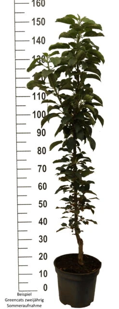 Säulenapfel `GreenCats´ Malus Domestica `Greencats´ 10 Säulenapfel `GreenCats´ Malus Domestica `Greencats´ -Pflanzenladen Greencats weiss