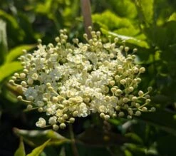 Holunder `Haidegg 17´ Sambucus Nigra `Haidegg17´ 6 Holunder `Haidegg 17´ Sambucus Nigra `Haidegg17´ -Pflanzenladen Haidegg Bl te
